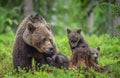 . She-bear and bear-cubs in the summer forest.