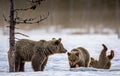 She-Bear and bear cub on the snow in the winter forest. Royalty Free Stock Photo