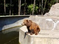 Bear Sitting in the Sun at the Zoo