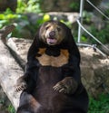 Bear Royalty Free Stock Photo