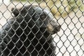 Bear behind bars in a zoo
