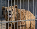 Bear behind the metal fence at the zoo.