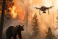 bear being monitored by a drone with forest ablaze