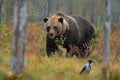 Bear with bird hidden in yellow forest. Autumn trees with bear. Beautiful brown bear walking around lake with fall colours. Danger