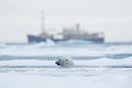 Bear and boat. Polar bear on drifting ice with snow, blurred cruise vessel in background, Svalbard, Norway. Wildlife scene in the Royalty Free Stock Photo