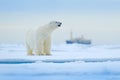 Bear and boat. Polar bear on drifting ice with snow, blurred cruise vessel in background, Svalbard, Norway. Wildlife scene in the Royalty Free Stock Photo