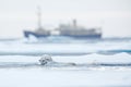 Bear and boat. Polar bear on drifting ice with snow, blurred cruise vessel in background, Svalbard, Norway. Wildlife scene in the Royalty Free Stock Photo