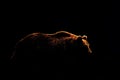 Bear body contour isolated on black background Royalty Free Stock Photo