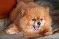 Bear Boo Pomeranian mini lies on the Mat opened his mouth barking