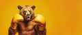 bear boxer over orange background, panoramic layout.