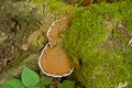 bear bread mushroom and moss on a tree trunk Royalty Free Stock Photo