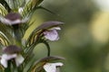 Bear breeches, Acanthus mollis