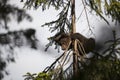 Bear bub baby stuck in a tree