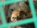 Bear in a cage Royalty Free Stock Photo