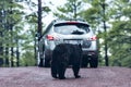 Bear and a car in a safari park Bearizona Royalty Free Stock Photo