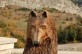 Head of bear carved in wood