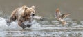 Bear catching leaping salmon, feasting on fresh catch in a raw display of nature s beauty