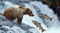Bear catching salmon in river, bear feasting on fresh catch after successful hunt