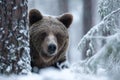 A bear cautiously peeks from behind a tree in a snowy forest. Snow covers the ground and branches, creating a serene winter scene Royalty Free Stock Photo