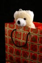 Bear in christmas bag
