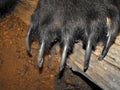 Bear claws