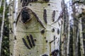 Bear claws on a birch tree Royalty Free Stock Photo
