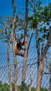 Bear climbs the tree at oswalds bear world Royalty Free Stock Photo