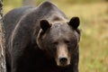 Bear close-up. brown bear portrait