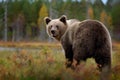 Bear - close up encounter in the nature. Brown bear in yellow forest. Autumn trees with animal. Beautiful brown bear walking