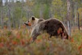 Bear - close up encounter in the nature. Brown bear in yellow forest. Autumn trees with animal. Beautiful brown bear walking