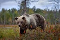 Bear - close up encounter in the nature. Brown bear in yellow forest. Autumn trees with animal. Beautiful brown bear walking