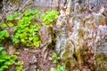 Bear Clover grass, mossy bark. Clover three-leaved Shamrocks on summer forest