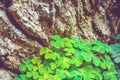 Bear Clover grass, mossy bark. Clover three-leaved Shamrocks on summer forest