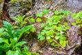 Bear Clover grass, mossy bark. Clover three-leaved Shamrocks on summer forest