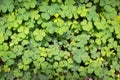 Bear Clover Leaf Green