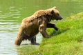 The bear comes out of the water. Royalty Free Stock Photo