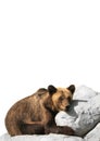 Bear cools down on a stone isolated