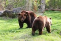 Bear couple Royalty Free Stock Photo