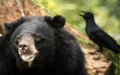 Bear and Crow. Royalty Free Stock Photo