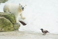 Bear and a crow in the snow Royalty Free Stock Photo