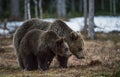 She-bear and Bear-cub on a bog.