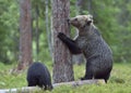 The She-Bear and Cub of Brown Bear (Ursus Arctos) standing on hinder legs in the summer forest Royalty Free Stock Photo