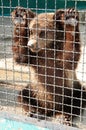 Bear cub in a cage