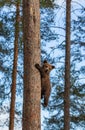 Bear cub climbed a tree. Summer.