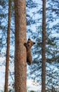 Bear cub climbed a tree. Summer.