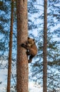 Bear cub climbed a tree. Summer.