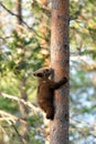 Bear cub climbing