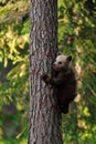Bear cub climbs up the tree Royalty Free Stock Photo