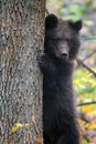 Bear cub clings to the side of the tree Royalty Free Stock Photo