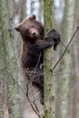 Bear cub clings to the side of the tree